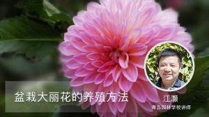 盆栽大丽花的养殖方法