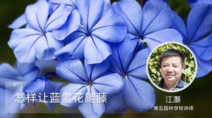 怎样让蓝雪花爬藤