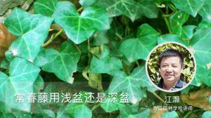 常春藤用浅盆还是深盆