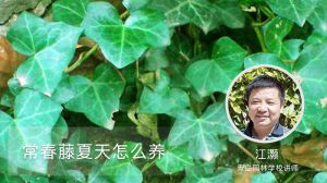 常春藤夏天怎么养