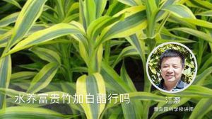 水养富贵竹加白醋行吗