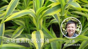 水培富贵竹怎么繁殖