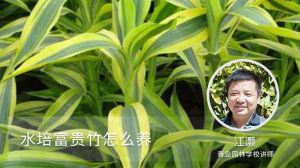 水培富贵竹怎么养