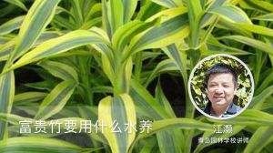富贵竹要用什么水养