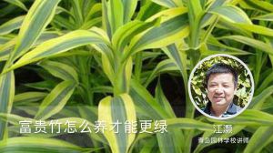 富贵竹怎么养才能更绿