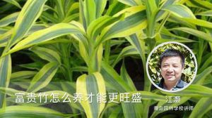 富贵竹怎么水养才旺盛