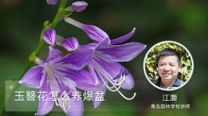 玉簪花怎么养爆盆