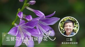 玉簪花什么时候开花