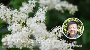 米兰开完花怎么修剪