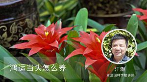 鸿运当头怎么养