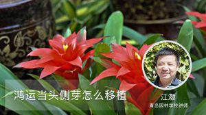 鸿运当头侧芽怎么移植