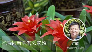 鸿运当头怎么繁殖