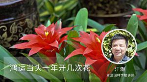 鸿运当头一年开几次花