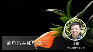 金鱼吊兰如何换盆