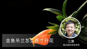 金鱼吊兰怎么养才开花