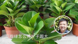 豆瓣绿怎么养叶子圆大
