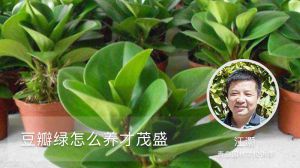 豆瓣绿怎么养才茂盛