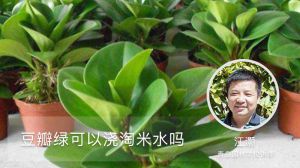 豆瓣绿可以浇淘米水吗