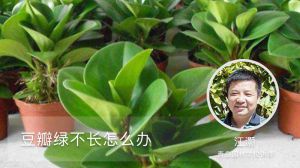 豆瓣绿不长怎么办