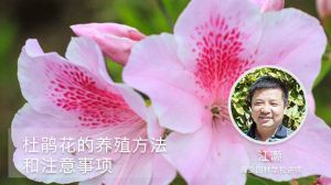杜鹃花的养殖方法和注意事项