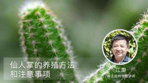 仙人掌的养殖方法和注意事项