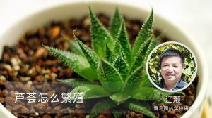 芦荟怎么繁殖