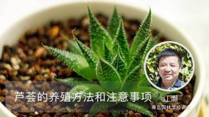 芦荟的养殖方法和注意事项