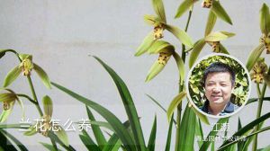 兰花怎么养