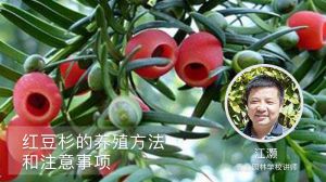 红豆杉的养殖方法和注意事项