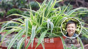 吊兰怎么养才能更旺盛