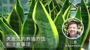 虎皮兰的养殖方法和注意事项