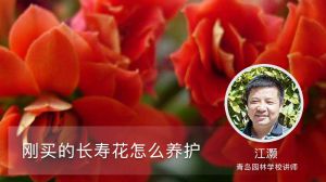 刚买的长寿花怎么养护