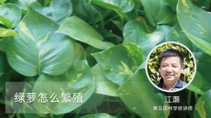 绿萝怎么繁殖