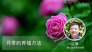 月季花的养殖方法