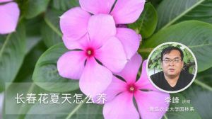 长春花夏天怎么养