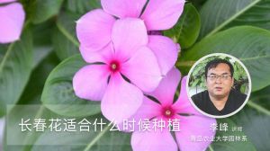 长春花适合什么时候种植