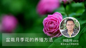 盆栽月季花的养殖方法