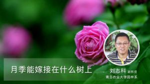 月季能嫁接在什么树上