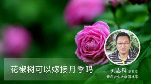 花椒树可以嫁接月季吗