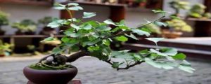 银杏种子的种植方法和时间