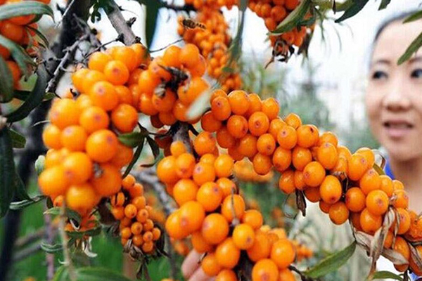 此“果子”,冬天养一盆,果子结满枝,整个冬天不愁吃! 此“果子”,冬天养一盆,果子结满枝,整个冬天不愁吃!