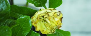栀子花冬天休眠吗