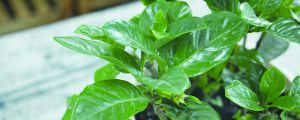 冬季栀子花的养护方法