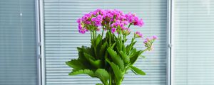 长寿花冬天会冻死吗