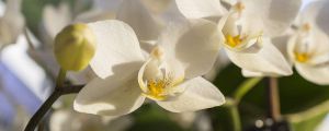 白兰花和黄角兰一样吗？