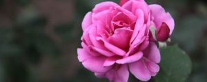 月季花什么时候修剪