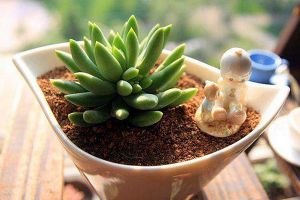 这“5种”多肉植株最难养死，30天就能长满盆，新手最适合！