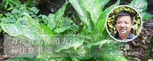 万年青的养殖方法和注意事项