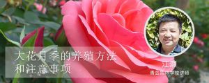 大花月季养殖方法和注意事项