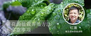 薄荷的养殖方法和注意事项